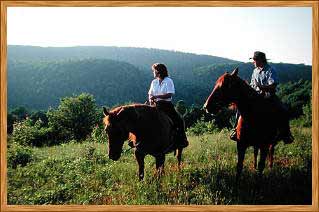 Garrett County Horses