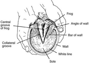 Horsdes Hoof Diagram